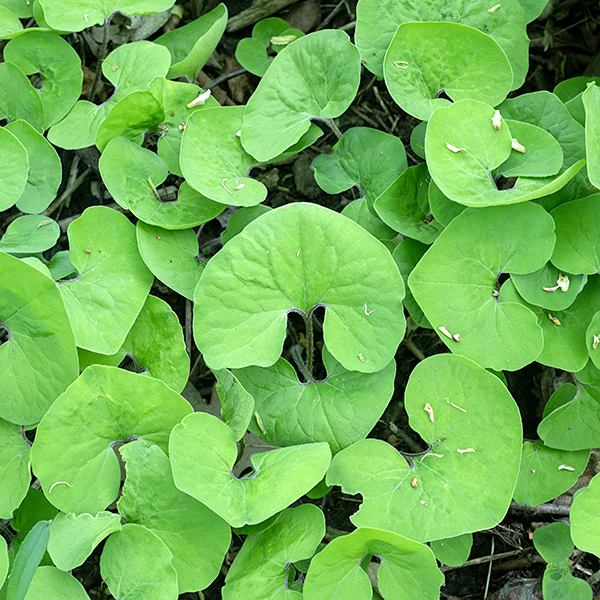 Wild ginger has two heart- or kidney-shaped basal leaves with smooth margins, ~3x4" when booming, deeply indented where the petiole attaches. The leaves are initially folded but unfurl to large, flat leaves reminiscent of oversized violet leaves.