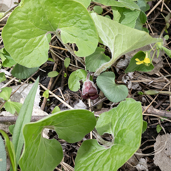 Wild ginger is very hairy — the base of the calyx, the short flower stalk, and the leaf petioles are covered with dense, long, tangled white hairs. Because the flowers are brown and occur right at ground level, they are easy to overlook and usually can only be seen by parting the leaves. The leaves are toxic and should not be consumed, but the rhizomes have been used as a seasoning.