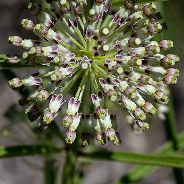 Prairie milkweed produces one and a half to two inch balls of 30-100 greenish-white flowers in the axils of a few of the mid-stem and upper leaves; the flowers are supported on 1/2"-3/4" pedicels. Each flower is about 1/8" across and 1/4" long; the flowers are a variation on the typical (complex) milkweed morphology with 5 sepals, a 5-lobed corolla with 5 petals (often with purple blotches at their tips) that are reflected backwards to cover the top of the pedicel, 5 hoods without horns, and a short central column that rises above the hoods; there is a distinct gap between the bases of the petals and the crown. Seedpods are 4-5" long with a fat base (attached to the pedicel) tapering rapidly to a narrow tip. Prairie milkweed can be confused with whorled milkweed (Asclepias verticillata) — both occur in Jackson Park — but whorled milkweed has even narrower (grass-like) leaves than prairie milkweed, is a shorter plant, and has pure white flower that do bear horns.