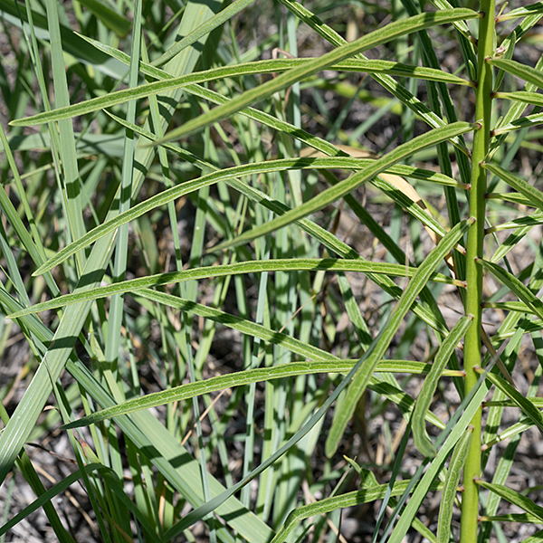 Prairie milkweed's stems are light green to greenish purple, hairless on the bottom, densely covered with fine hairs in the upper parts. Leaves are alternate but are closely spaced so they may appear opposite; the leaves feel rough from their short, dense, stiff hairs. The leaves are bluntly pointed, spreading to ascending in orientation, 2-6" long but only 1/8" to 1/2" wide; the leaves fold up around the leaf midrib and the leaf margins are smooth but thickened.