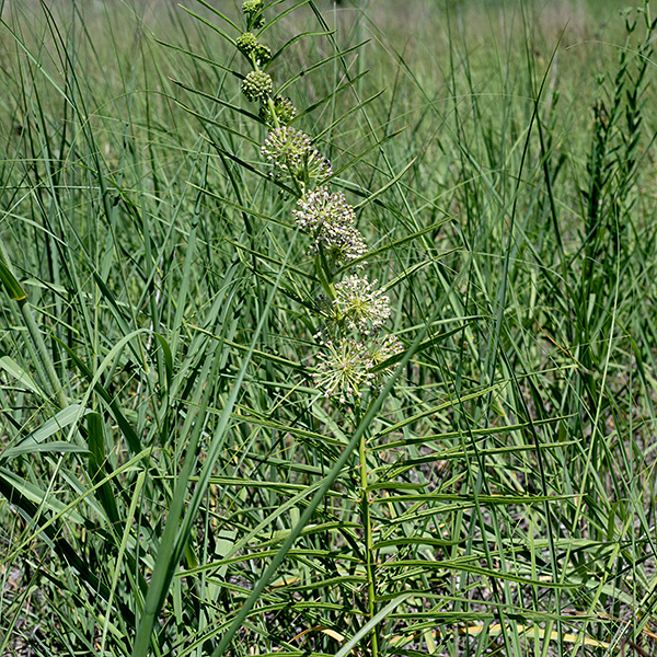 Prairie milkweed is a good-sized plant (up to 1.1 m = 43") but can be quite hard to spot — unlike other milkweeds, all parts of this plant (leaves, stems, and flowers) have a greenish tinge and are well camouflaged. Stems are light green to greenish purple, hairless on the bottom, densely covered with fine hairs in the upper parts. Leaves are alternate but are closely spaced so they may appear opposite; the leaves feel rough from their short, dense, stiff hairs. The leaves are bluntly pointed, spreading to ascending in orientation, 2-6" long but only 1/8" to 1/2" wide; the leaves fold up around the leaf midrib and the leaf margins are smooth but thickened. One and a half to two inch balls of 30-100 greenish-white flowers form in the axils of a few of the mid-stem and upper leaves. Seedpods are 4-5" long with a fat base (attached to the pedicel) tapering rapidly to a narrow tip. Prairie milkweed can be confused with whorled milkweed (Asclepias verticillata) — both occur in Jackson Park — but whorled milkweed has even narrower (grass-like) leaves than prairie milkweed, is a shorter plant, and has pure white flower that do bear horns.