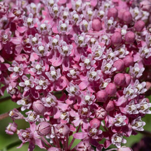 The flowerheads of swamp milkweed are erect,  ~3" across, with 10-40 flowers; flowers are 1/4" across and typical milkweed morphology with pink petals and whitish hoods, but color can vary from pink to magenta; the central column is cream-colored and visible below the base of the hoods. The petals are reflected backwards but are not tightly pressed against the stem; the horns arch up and over the central column and taper to a sharp point.