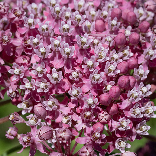 The flowerheads of swamp milkweed are erect,  ~3" across, with 10-40 flowers; flowers are 1/4" across and typical milkweed morphology with pink petals and whitish hoods, but color can vary from pink to magenta; the central column is cream-colored and visible below the base of the hoods. The petals are reflected backwards but are not tightly pressed against the stem; the horns arch up and over the central column and taper to a sharp point.