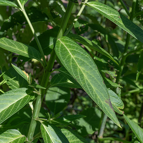 Swamp milkweed's leaves are very narrow for a milkweed (width ~1/6 the length) and lance-shaped; they are either sessile or clasp the stem.
