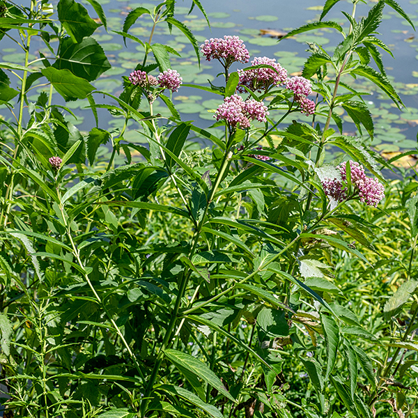 Swamp milkweed can be up to 6' tall but usually much shorter; prefers wetlands. Stem frequently branches, forming bushy lateral stems. The narrow leaves are swamp milkweed's most characteristic feature.