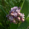 The height of the stem and the leaves of Sullivant's milkweed are similar to common milkweed. Each plant produces 1-3 (total) flower clusters from the stem apex and adjacent leaf axils; each cluster is 2-4" across and has ~15-25 flowers, each ~1/2" across. The flower petals are pink to rich purple, with white bases; the hoods are usually noticeably lighter. The horns are laterally compressed (sickle-shaped) and their tips clearly overlap over the column.