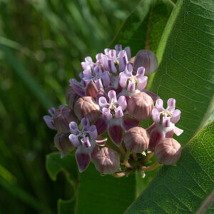 The height of the stem and the leaves of Sullivant's milkweed are similar to common milkweed. Each plant produces 1-3 (total) flower clusters from the stem apex and adjacent leaf axils; each cluster is 2-4" across and has ~15-25 flowers, each ~1/2" across. The flower petals are pink to rich purple, with white bases; the hoods are usually noticeably lighter. The horns are laterally compressed (sickle-shaped) and their tips clearly overlap over the column.