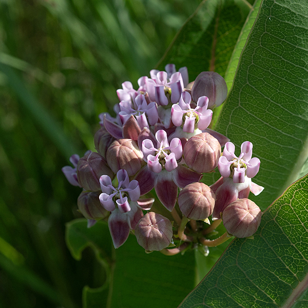 The height of the stem and the leaves of Sullivant's milkweed are similar to common milkweed. Each plant produces 1-3 (total) flower clusters from the stem apex and adjacent leaf axils; each cluster is 2-4" across and has ~15-25 flowers, each ~1/2" across. The flower petals are pink to rich purple, with white bases; the hoods are usually noticeably lighter. The horns are laterally compressed (sickle-shaped) and their tips clearly overlap over the column.