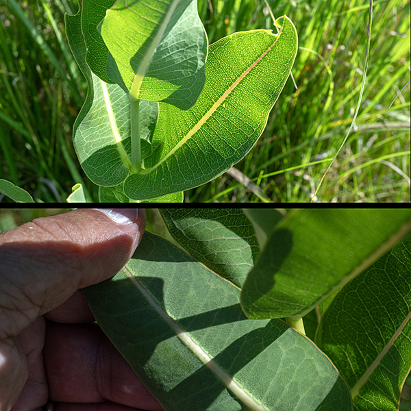 The height of the stem and the leaves of Sullivant's milkweed are similar to common milkweed with (usually) a pink or purple leaf midvein and minor veins that stop short of the leaf edge, but the underside of the leaves is NOT downy (no whitish bloom). The leaves point up (rather than droop) and have a very small petiole or are sessile; the base of the leaf is often indented while the tip is rounded but with a tiny sharp point.