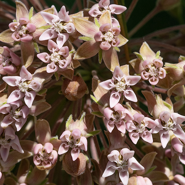 Common milkweed's flowers arise from leaf axils, are 2.5-5" wide, hemispherical, and covered with typical 1/2" wide milkweed flowers ranging from light pink to reddish-purple; the petals, reflexed back around the base of the flower are darker than the hoods.