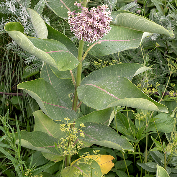 Common milkweed's leaves are large, toothless, over 2x as long as wide, widest at mid-leaf, with a cream to purplish midvein and minor veins that stop short of the leaf edge; the leaves are oppositely attached to the stem via short stalks, with each pair rotated 90° from the pairs above and below. The underside of the leaves is downy with short hairs.