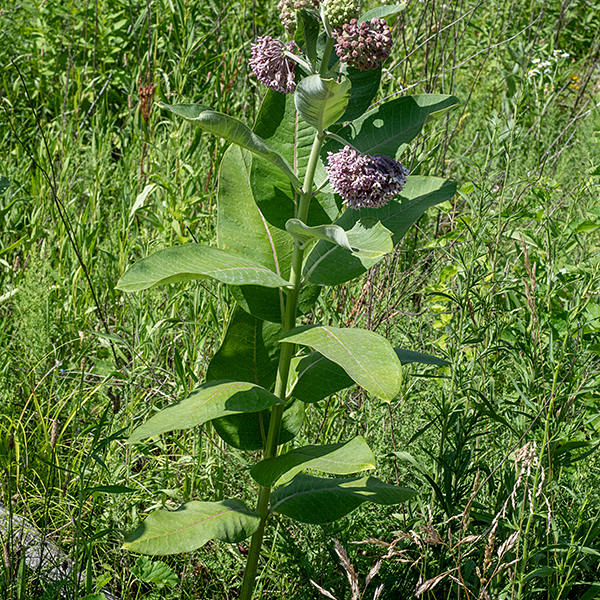 Common milkweed is up to 6' tall and unbranched for most of its height. The stem is green, round, and downy with short hairs.  Leaves are large, toothless, over 2x as long as wide, widest at mid-leaf, with a cream to purplish midvein and minor veins that stop short of the leaf edge; the leaves are oppositely attached to the stem via short stalks, with each pair rotated 90° from the pairs above and below.