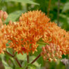 Butterfly weed has clusters of 8-25 flowers, in various shades of orange with touches of yellow or red, that arise from the stems and leaf axils. Individual flowers have a typical milkweed morphology, with the petals reflexed backwards over the flower stalk and the complex corona protruding. The central column of the corona in A. tuberosa is always yellow regardless of the shade of the remainder of the flower. This is the only Illinois milkweed with orange flowers and has narrower leaves than all other local milkweeds except whorled milkweed (A. verticillata, which has white flowers).