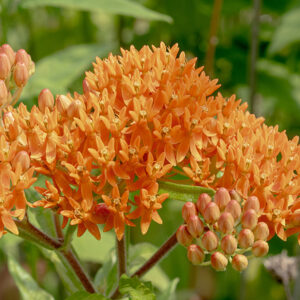 Butterfly weed has clusters of 8-25 flowers, in various shades of orange with touches of yellow or red, that arise from the stems and leaf axils. Individual flowers have a typical milkweed morphology, with the petals reflexed backwards over the flower stalk and the complex corona protruding. The central column of the corona in A. tuberosa is always yellow regardless of the shade of the remainder of the flower. This is the only Illinois milkweed with orange flowers and has narrower leaves than all other local milkweeds except whorled milkweed (A. verticillata, which has white flowers).