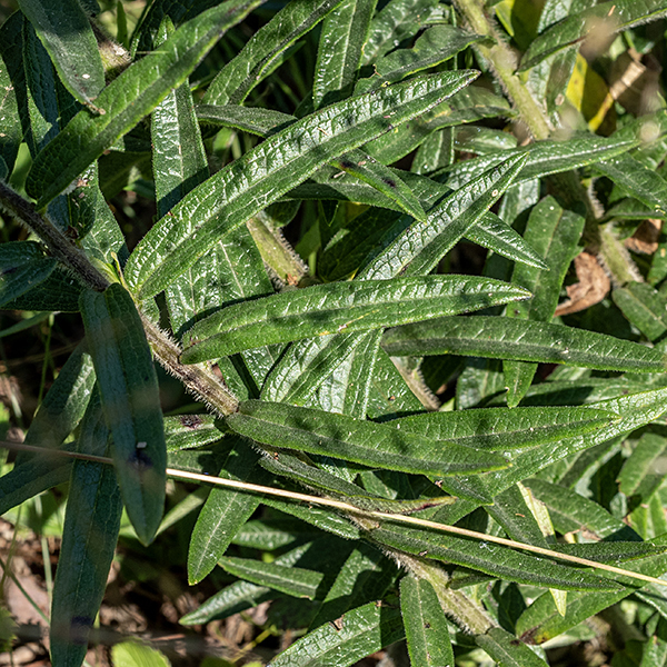 Butterfly weed is short for a milkweed (1'-2.5'), with densely hairy stems and lance shaped, narrow, alternate leaves with smooth margins.