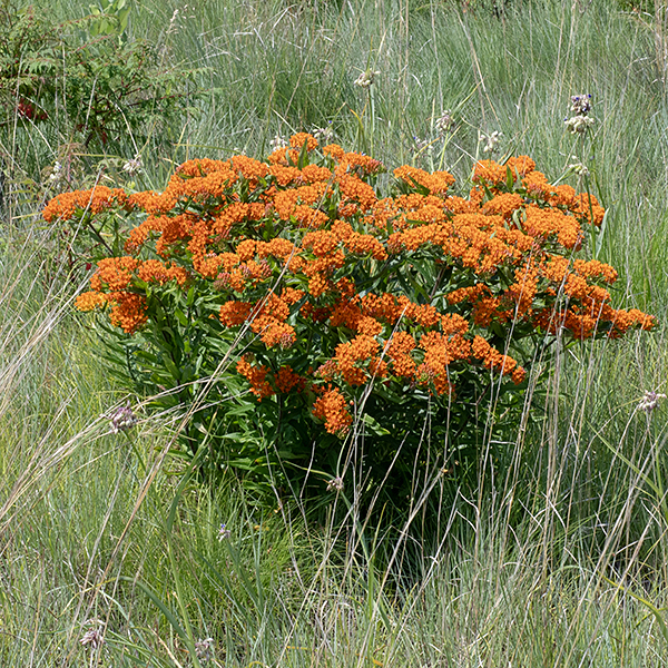 Short for a milkweed (1-2.5'), with densely hairy stems and lance shaped, narrow, alternate leaves with smooth margins. This is the only Illinois milkweed with orange flowers and has narrower leaves than all other local milkweeds except whorled milkweed (A. verticillata, which has white flowers).