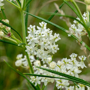 Whorled milkweed's flowers are white, occurring in small (1-3") clusters that rise from leaf axils. Individual flowers are typical milkweeds (except for their color), 1/4" across; horns are sickle-shaped, petals are white or greenish-white. Once you recognize that this plant IS a milkweed, given its grass-like leaves in whorls, it is impossible to mistake it for any other local species.