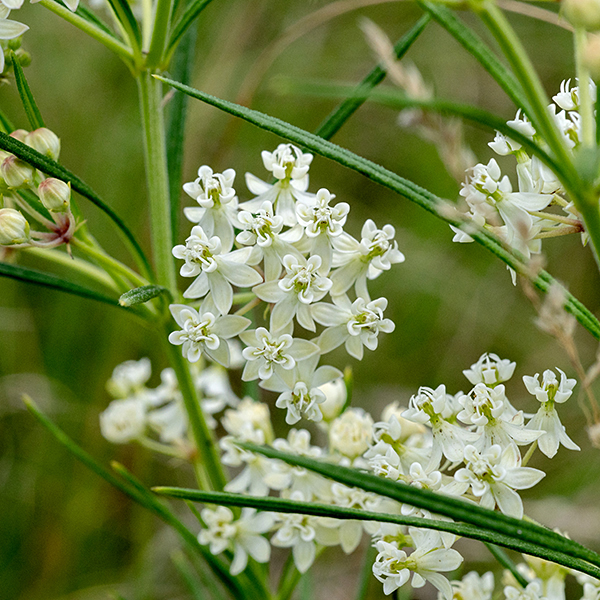 Whorled milkweed's flowers are white, occurring in small (1-3") clusters that rise from leaf axils. Individual flowers are typical milkweeds (except for their color), 1/4" across; horns are sickle-shaped, petals are white or greenish-white. Once you recognize that this plant IS a milkweed, given its grass-like leaves in whorls, it is impossible to mistake it for any other local species.