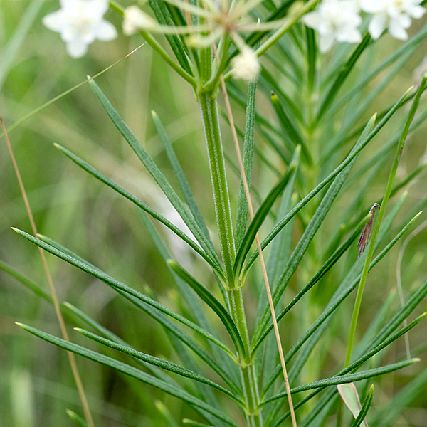 Whorled milkweed is short (