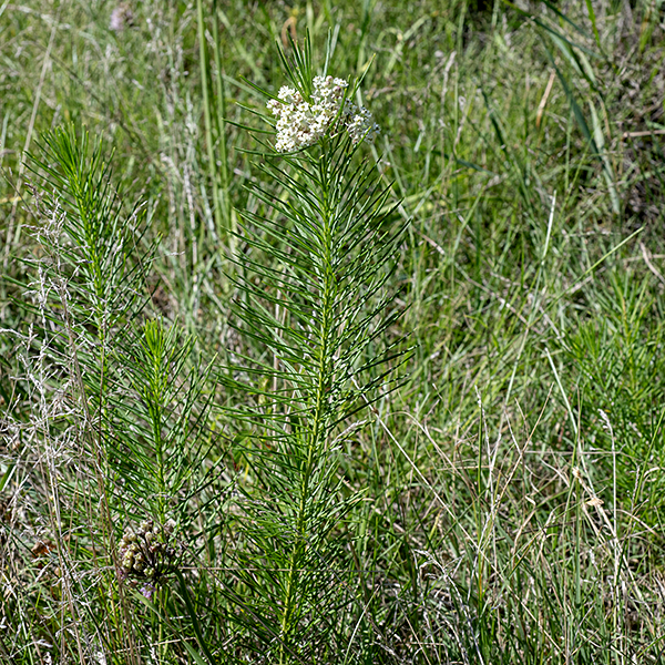 A short milkweed (