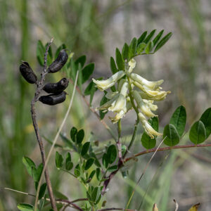 Canada milkvetch flower stalks are ~6" long, covered by numerous (up to 75) cream-colored, tubular flowers (right side of image). Individual flowers are 1/2-3/4" long, slightly drooping, with five petals making up the tube (like an elongated pea flower) and a short (~1/4") cylindrical calyx of the same color with five thin, green teeth; the tip of the upper petal is reflected upwards. The fruits (left side of image) are short, pea-like legumes packed tightly along the flower spike.