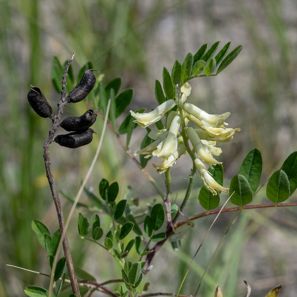 Canada milkvetch flower stalks are ~6" long, covered by numerous (up to 75) cream-colored, tubular flowers (right side of image). Individual flowers are 1/2-3/4" long, slightly drooping, with five petals making up the tube (like an elongated pea flower) and a short (~1/4") cylindrical calyx of the same color with five thin, green teeth; the tip of the upper petal is reflected upwards. The fruits (left side of image) are short, pea-like legumes packed tightly along the flower spike.