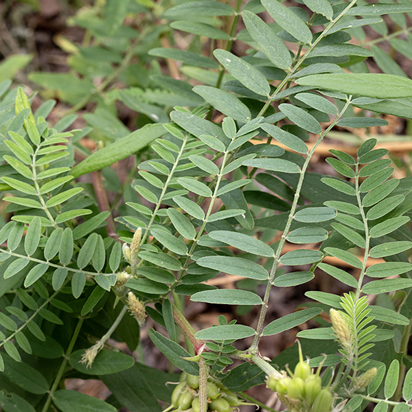 Milk vetch stems are up to 3.5' tall, ridged with short, fine hairs that lay flat on the stem. Leaves are compound, odd-pinnate, with 15-31 oblong (3/8"x1.5") leaflets on short petiolules.