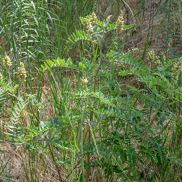 Canada milkvetch stems are up to 3.5' tall, ridged with short, fine hairs that lay flat on the stem. The fruits are short, pea-like legumes packed tightly along the flower spike. Unlike most vetches, Canada milkvetch is erect (not vine-like) and lacks tendrils to anchor to other vegetation. The foliage contains an alkaloid that causes livestock to "go loco."