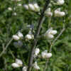 White wild indigo is a striking plant that puts up 3-6' tall spikes of white flowers; the flower spikes alone are up to 2' long. Each flower is ~1" long and across with a elongate, triangular bract at the base of the flower pedicel. A short (1/2"), tubular, bluish-green calyx with four triangular teeth encloses the base of a white typical pea-like flower with a forward-leaning banner (one petal, folded up and back along the midline) and a pair of wings (two petals) that enclose a keel (two petals); the keel encloses ten green stamens with orange anthers and the single style.