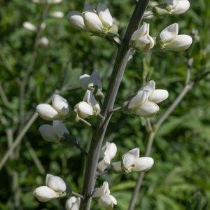 White wild indigo is a striking plant that puts up 3-6' tall spikes of white flowers; the flower spikes alone are up to 2' long. Each flower is ~1" long and across with a elongate, triangular bract at the base of the flower pedicel. A short (1/2"), tubular, bluish-green calyx with four triangular teeth encloses the base of a white typical pea-like flower with a forward-leaning banner (one petal, folded up and back along the midline) and a pair of wings (two petals) that enclose a keel (two petals); the keel encloses ten green stamens with orange anthers and the single style.