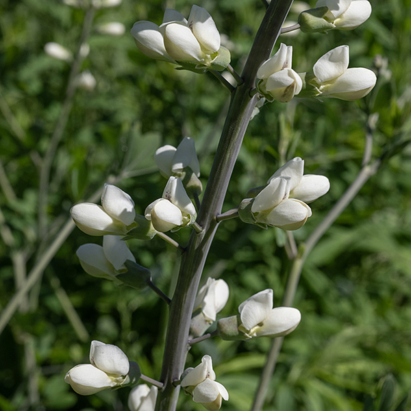White wild indigo is a striking plant that puts up 3-6' tall spikes of white flowers; the flower spikes alone are up to 2' long. Each flower is ~1" long and across with a elongate, triangular bract at the base of the flower pedicel. A short (1/2"), tubular, bluish-green calyx with four triangular teeth encloses the base of a white typical pea-like flower with a forward-leaning banner (one petal, folded up and back along the midline) and a pair of wings (two petals) that enclose a keel (two petals); the keel encloses ten green stamens with orange anthers and the single style.
