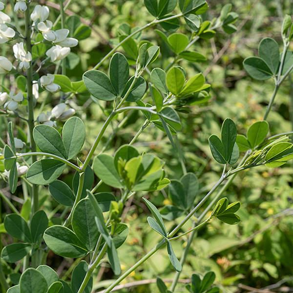White wild indigo stems are light green or reddish purple and hairless. Leaves are trifoliate palmate compound with leaflets ~2" long and 3/4" wide, oval in outline with a pointed base and rounded tip, grayish-green, and hairless.
