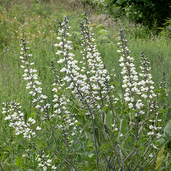 White wild indigo is a striking plant that puts up 3-6' tall spikes of white flowers; the flower spikes alone are up to 2' long. The fruit is ~2" long pea-like, oblong, rotund seedpod, tapering at the tip and black at maturity; the pods split longitudinally to release the seeds. The foliage of both white and cream wild indigo is toxic to mammalian herbivores. White wild indigo is easy to distinguish from cream wild indigo, both by flower color, the presence of bracts at the base of the flower pedicels (only in cream wild indigo), and the orientation of the flower spikes — in the former the spikes are vertical, while in the latter they are horizontal.