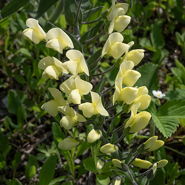 Stems of cream wild indigo terminate in 3-9" long flower spikes that sprawl laterally or arch. Each flower is ~1" long and across with a short (1/2"), tubular, light green to light purple calyx with 4-5 triangular teeth, a creamy-yellow (or very yellow) typical pea-like flower with a vertical banner (one petal) and a pair of wings (two petals) that enclose a keel (two petals); the keel encloses ten stamens and the single style. Flowers are held on ~1" long pedicels; at the base of each pedicel, a lance-shaped, 1/2-1" long bract is sessile on the flower stalk. This is our earliest-blooming wild indigo. Flower color, the profuse hairs, and the bracts at the base of each flower pedicel are sufficient to positively identify cream wild indigo.