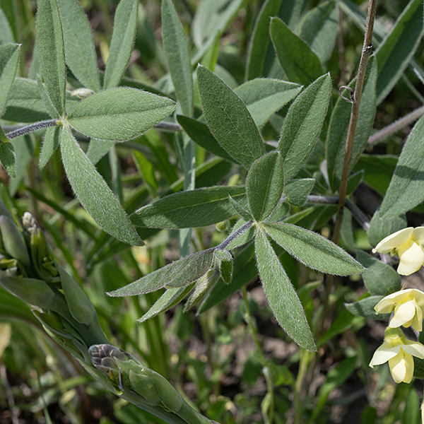 Stems of cream wild indigo are light green to purple and hairy, with alternate leaves. Leaves are typically trifoliate compound with leaflets 1-3" long and 1/2-1" wide, oval in outline with pointed ends, grayish-green, and hairy. The foliage of both white and cream wild indigo is toxic to mammalian herbivores.
