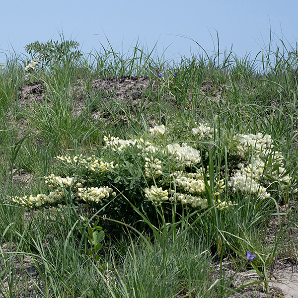 Cream wild indigo is a rather low, spreading plant up to 1.5' tall, sending stems off in various directions to achieve a width of ~3'. Stems are light green to purple and hairy, with alternate leaves. The foliage of both white and cream wild indigo is toxic to mammalian herbivores. This is our earliest-blooming wild indigo. Flower color, the profuse hairs, and the bracts at the base of each flower pedicel are sufficient to positively identify cream wild-indigo.