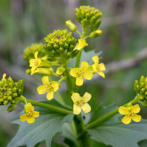 Yellow mustard produces inflorescences at the apices of the stems; individual flowers are 3/8" across with four yellowish-green sepals, four yellow petals, six stamens with yellow anthers, and a single pistil with a robust style.