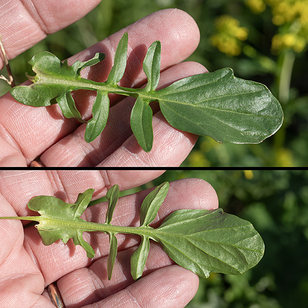 In yellow mustard, basal leaves, and alternate leaves in the lower half of the stem, are odd-pinnate with 1-4 pairs of slightly irregular lobes like rounded bow ties; the terminal lobe is larger than the rest and often heart shaped. The leaf clasps the stem. Upper stem leaves are twice as long as wide, simple, with shallow lobes or coarse teeth, a wide base; they, too, clasp the stem. All leaves are dark green with an upper surface that is shiny and hairless.