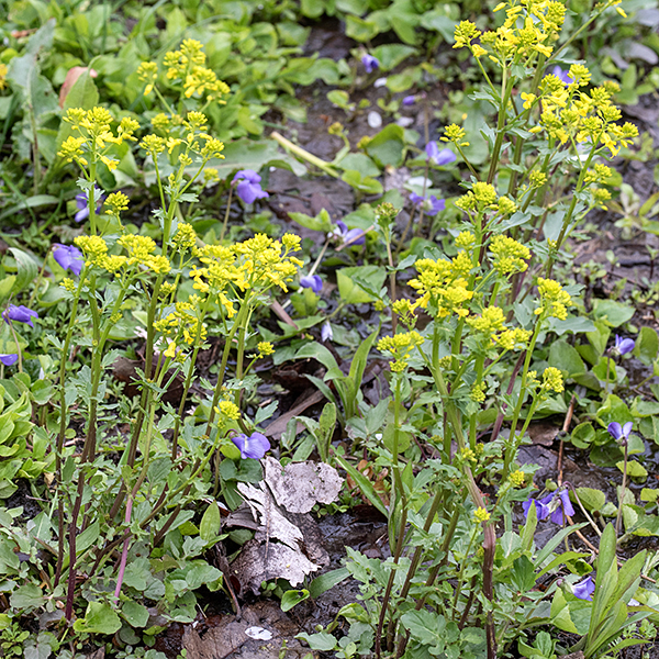 Yellow mustard is 1-2' tall, rather weedy plant in the mustard family. Stems are stout, hairless, with longitudinal ridges/grooves, greenish-purple or purple in color. This plant is a Eurasian invasive. It can be quite aggressive in disturbed areas but has difficulty competing in intact communities.