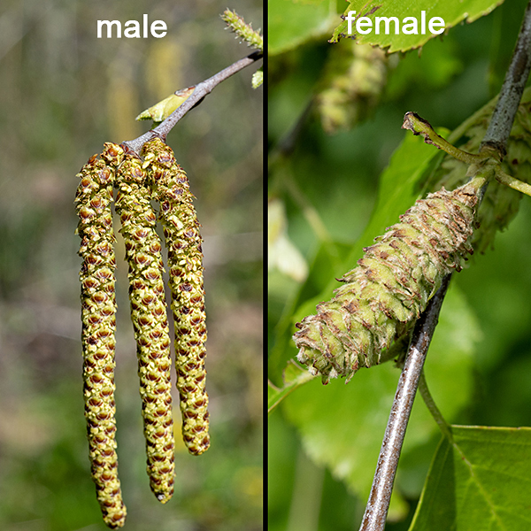River birch male (left) and female (right) catkins. Individual (highly modified) flowers are distributed over the surface of the catkins.
