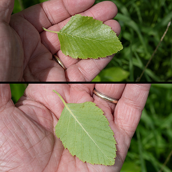 Early spring leaves of a river birch (Betula nigra). The upper image shows the top surface of the leaf; the bottom image shows the underside of the same leaf.