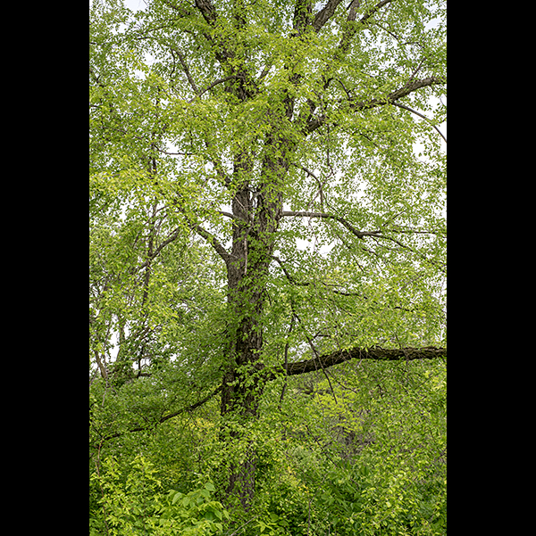 A river birch tree with a flush of spring foliage in May. During the spring, the male catkins appear first; about a month later, the new leaves and the female catkins appear. River birch is a threatened species in Illinois.