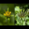 Spanish needles flowers are 1/2" long and 1/4" across; they occur individually on the end of long peduncles. Each flower has 3-5 (sometimes zero) ovoid, yellow, petal-like ray florets around 12-27 yellow, tubular disc florets, each with five small lobes at their tips, 5 stamens, and a bifurcated style. Even in full bloom, the flowers look like buds. After fertilization, each flower produces needle-like, brown, four-angled, barbed seeds, each 1/2-3/4" long, that radiate in all directions from the base of the old flower.