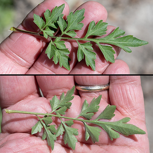 Spanish needles' leaves are (usually) opposite, double- or triple-compound, and fern-like in appearance. Leaf blades are 2x as long as wide; petiole length is about half the maximum width of the leaf blade; the largest leaves are up to 10" long (including the petiole).
