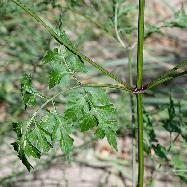 Spanish needles plants are up to 5' tall with occasional branching. Stems are green or reddish-green, angular, with prominent veins. The seeds strongly resemble indigenous fishing spears with a bifurcated tip bearing backwards-pointing barbs along their edges. The seeds will stick to just about anything that brushes past them, facilitating dispersal. Spanish needles is native to the U.S.