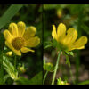 Nodding bur-marigold's flowers usually have eight ray florets ("petals") that are elliptical; the flower is 1-2" across with the flower stem arising from leaf axil. Flowers nod down with age. The phyllaries at the base of the flowers are in two series — the outer phyllaries are of variable length but narrow, curly, and green; the inner phyllaries are almond shaped, as wide as the petals, and pale yellow-green.