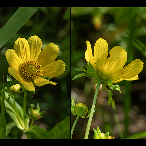 Nodding bur-marigold's flowers usually have eight ray florets ("petals") that are elliptical; the flower is 1-2" across with the flower stem arising from leaf axil. Flowers nod down with age. The phyllaries at the base of the flowers are in two series — the outer phyllaries are of variable length but narrow, curly, and green; the inner phyllaries are almond shaped, as wide as the petals, and pale yellow-green.