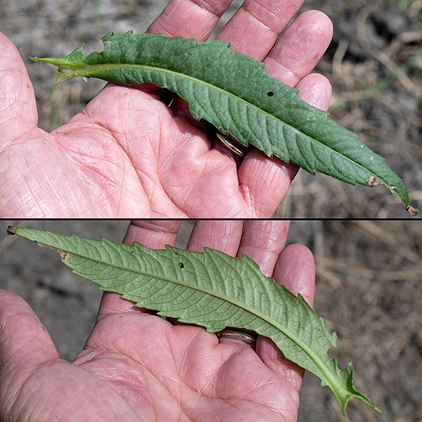 The leaves of nodding bur-marigold are elongate oval, narrow, and pointed; the opposite leaves clasp the stem such that opposing leaf bases nearly fuse. Note the clear U-shaped base of the leaf pictured where it surrounded the stem.