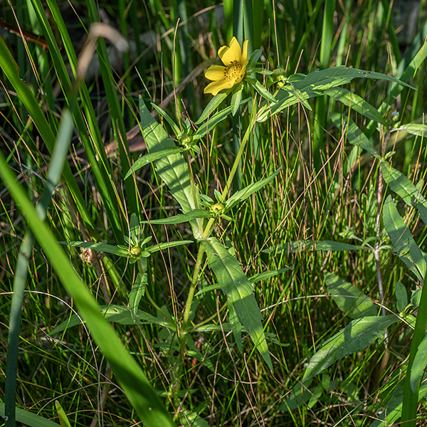 The 1-2" flowers of nodding bur-marigold have eight ray florets ("petals") that are elliptical in shape. The leaves are elongate oval, narrow, and pointed; opposite leaves clasp the stem The seeds have four awns with backward facing hooks that attach to clothing, feathers, or fur.