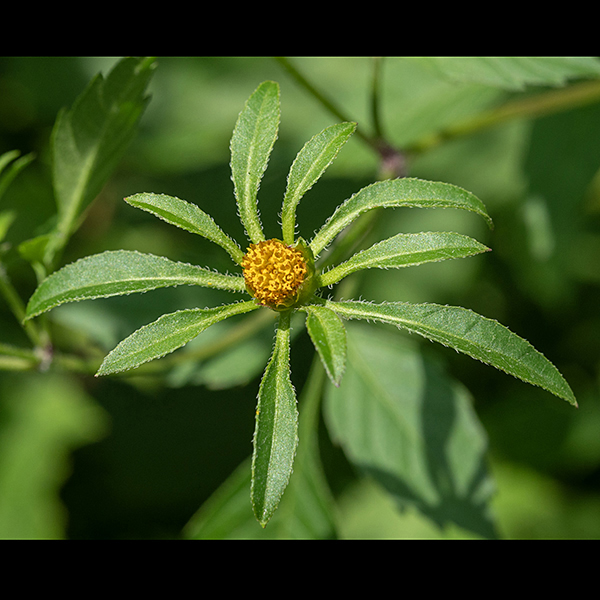 The flowers of devil's beggars-tick consist only of disc florets. The base of the flower is surrounded by 6-10 (usually eight) long phyllaries that extend beyond the flower's edge.
